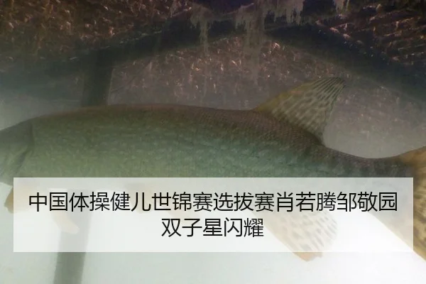 中国体操健儿世锦赛选拔赛肖若腾邹敬园双子星闪耀