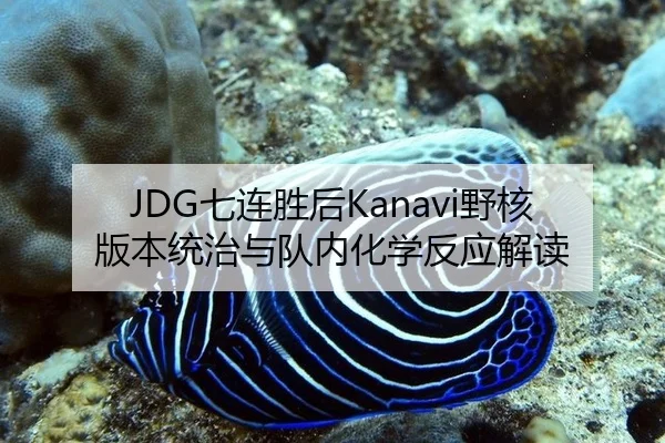 JDG七连胜后Kanavi野核版本统治与队内化学反应解读